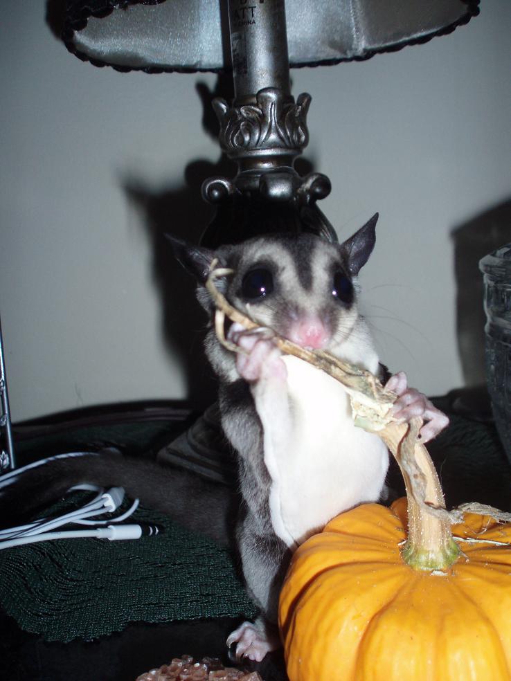 GliderGossip Wholesome Balance & Vitamins